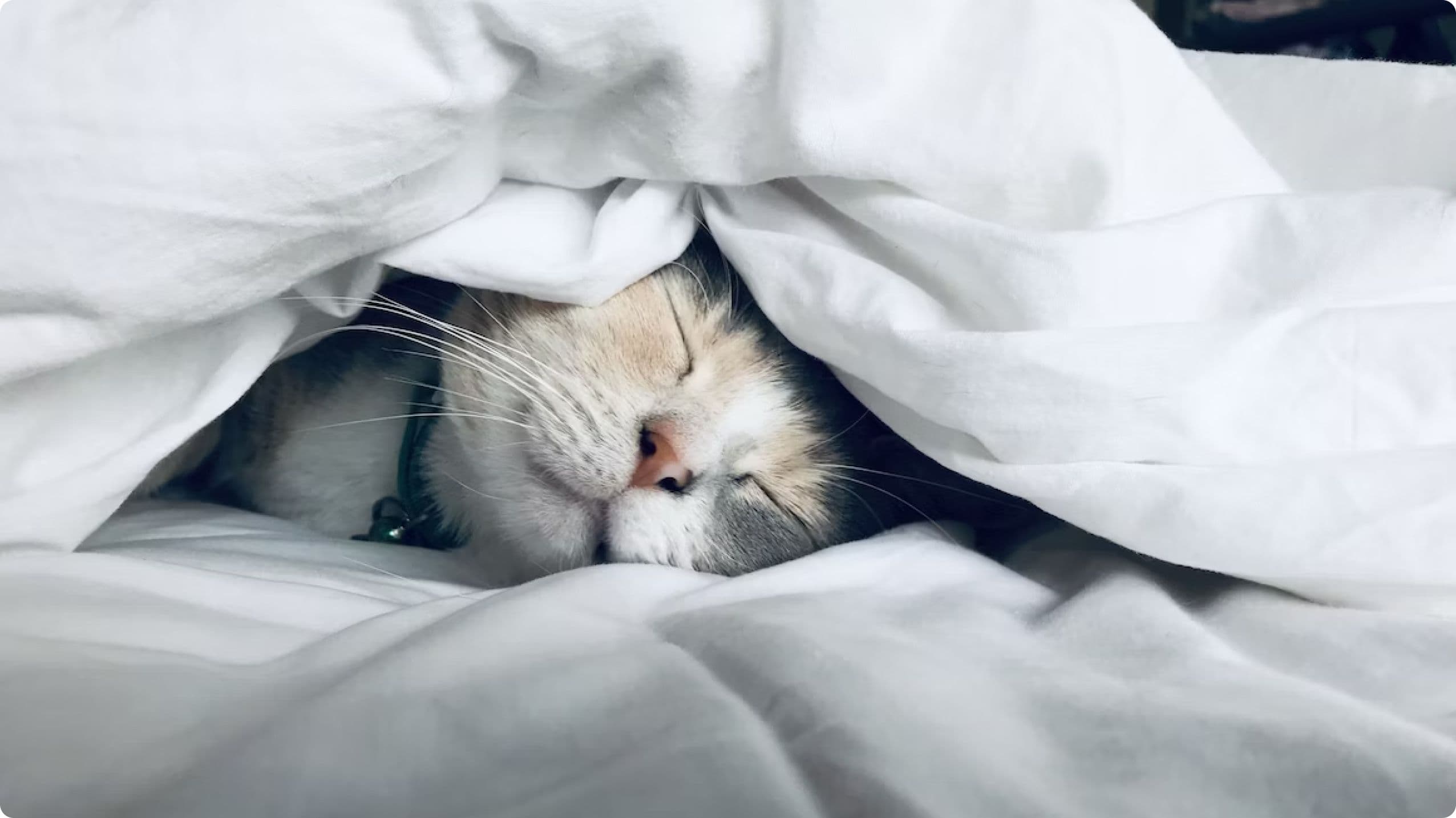 Cat laying in bed