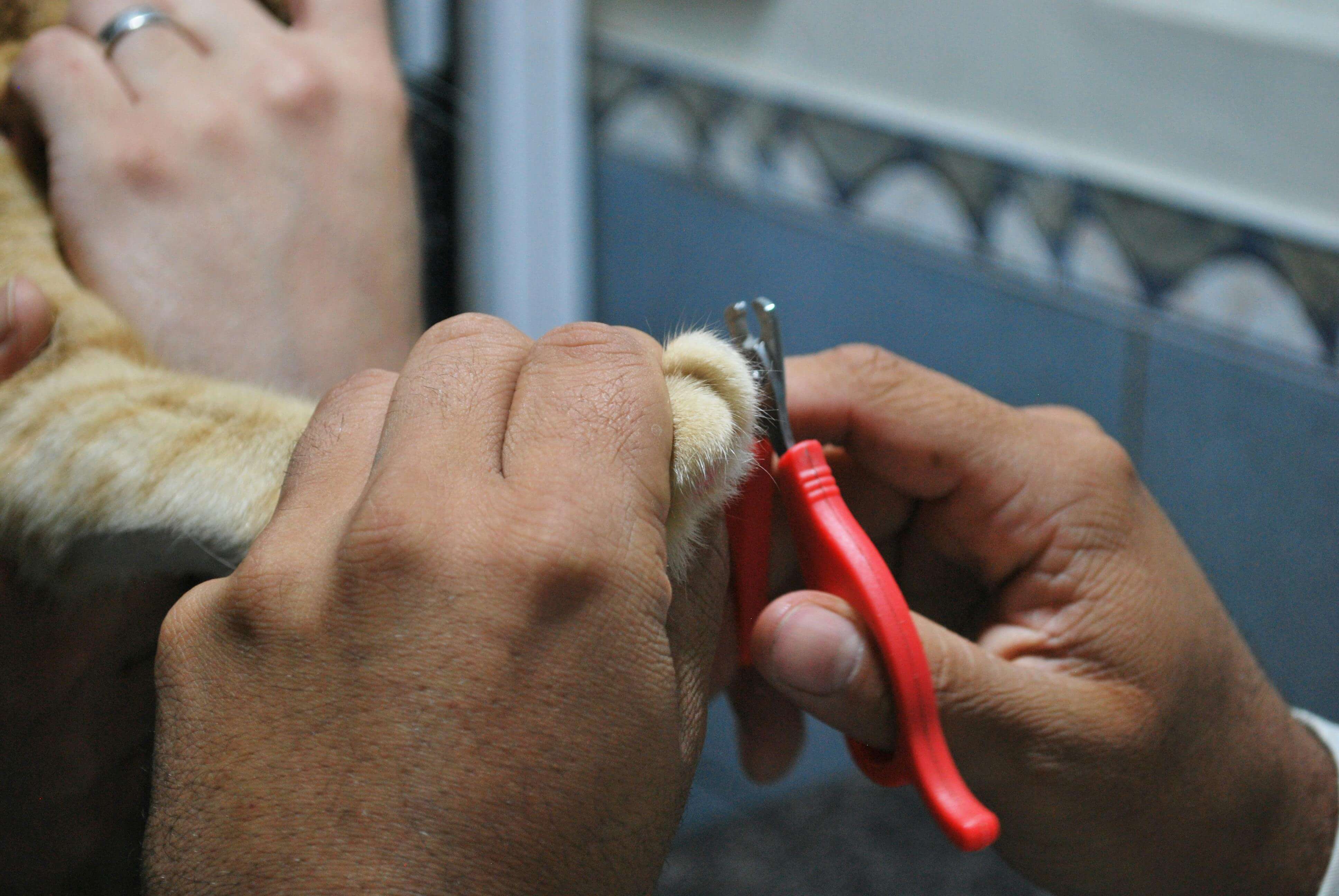 A person cutting a cat's nails using red nail clippers